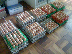 egg and chicken farm